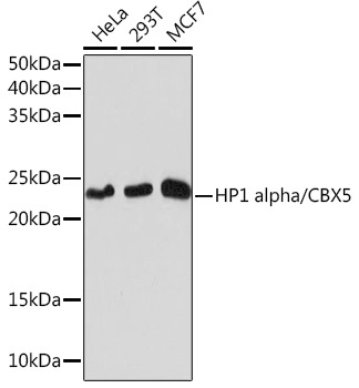 HP1 alpha/CBX5 Rabbit Monoclonal Antibody