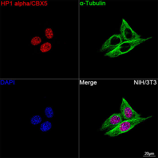 HP1 alpha/CBX5 Rabbit Monoclonal Antibody - Image 12