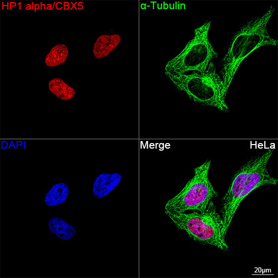 HP1 alpha/CBX5 Rabbit Monoclonal Antibody - Image 13