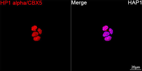 HP1 alpha/CBX5 Rabbit Monoclonal Antibody - Image 14