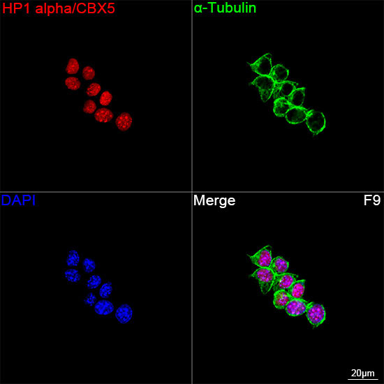 HP1 alpha/CBX5 Rabbit Monoclonal Antibody - Image 15