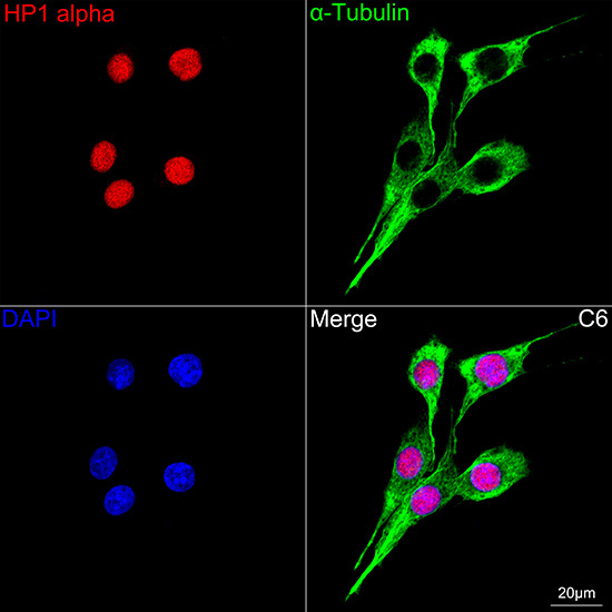 HP1 alpha/CBX5 Rabbit Monoclonal Antibody - Image 16