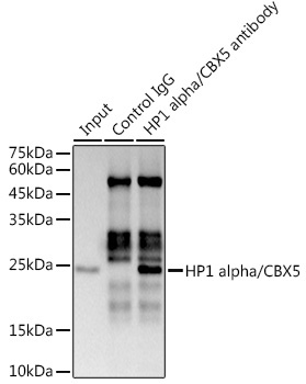 HP1 alpha/CBX5 Rabbit Monoclonal Antibody - Image 17
