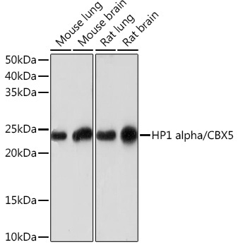 HP1 alpha/CBX5 Rabbit Monoclonal Antibody - Image 2