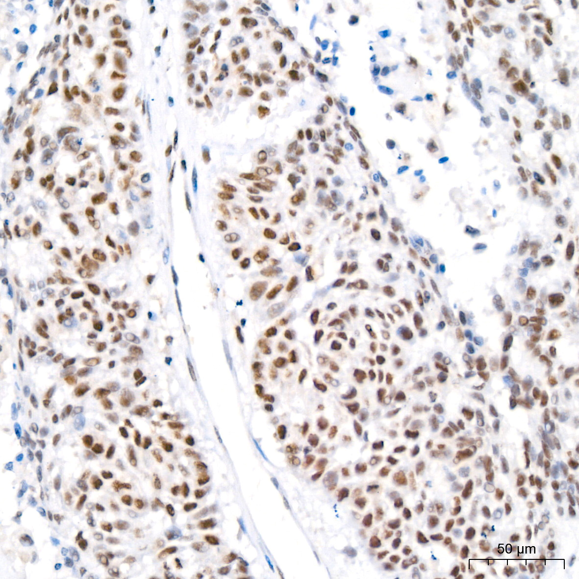 HP1 alpha/CBX5 Rabbit Monoclonal Antibody - Image 4
