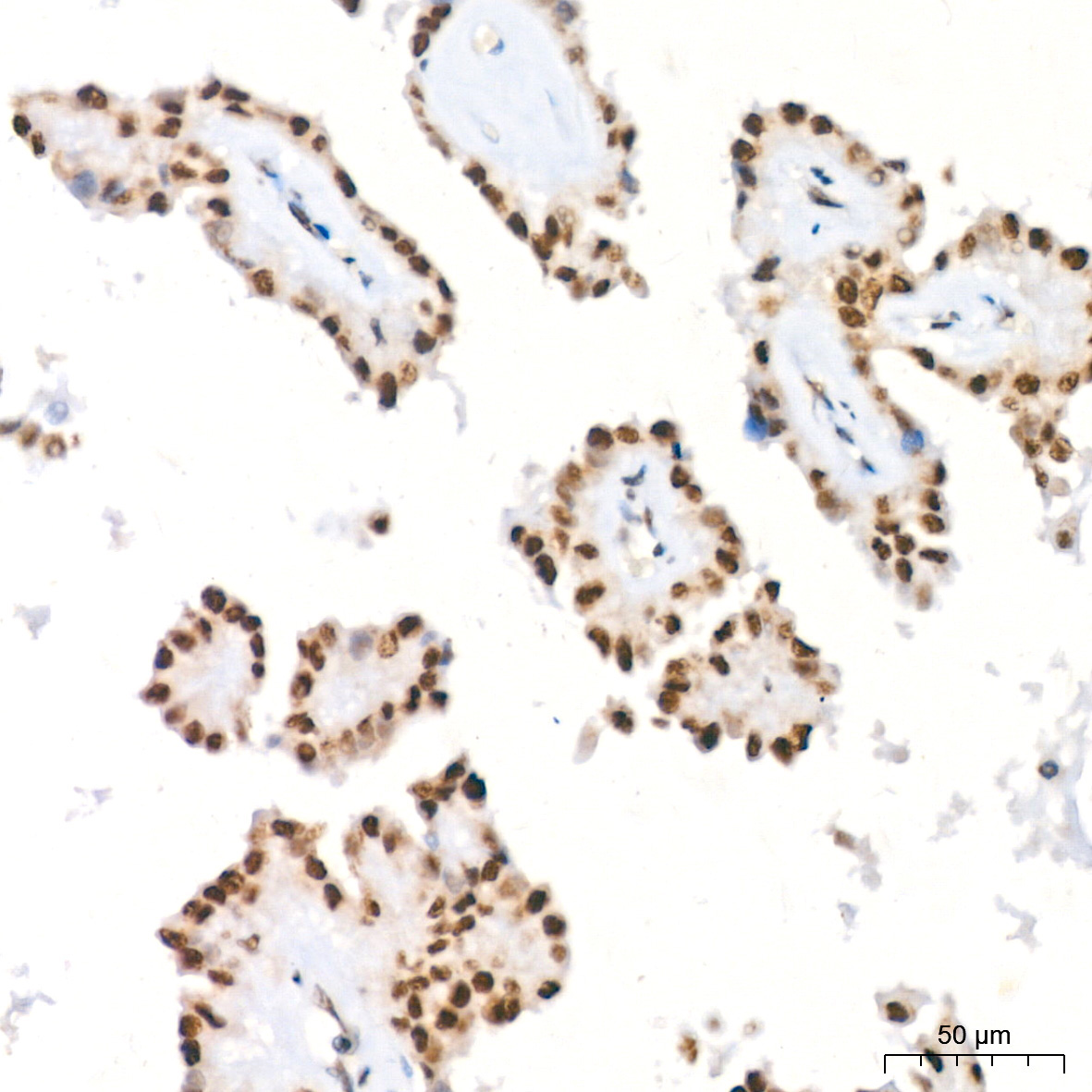 HP1 alpha/CBX5 Rabbit Monoclonal Antibody - Image 5