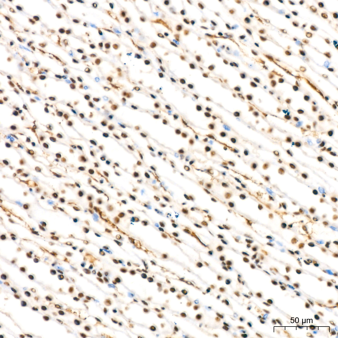 HP1 alpha/CBX5 Rabbit Monoclonal Antibody - Image 7