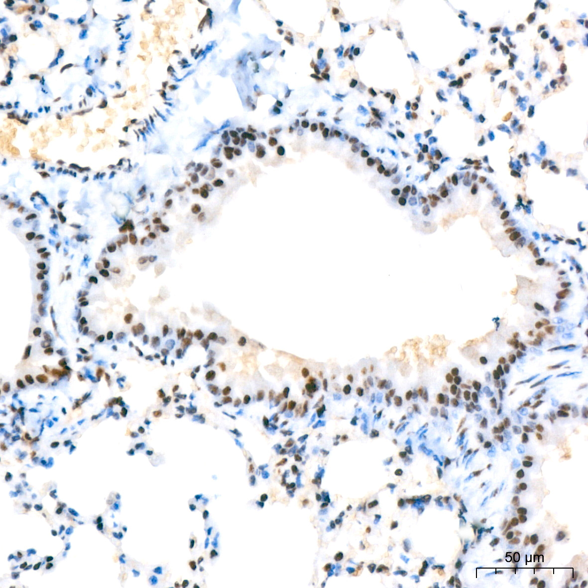 HP1 alpha/CBX5 Rabbit Monoclonal Antibody - Image 8