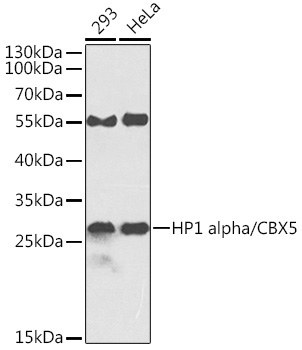 HP1 alpha/CBX5 Rabbit Polyclonal Antibody