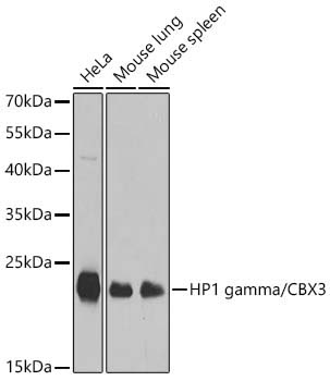 HP1 gamma/CBX3 Rabbit Polyclonal Antibody