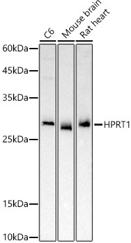 HPRT1 Rabbit Polyclonal Antibody