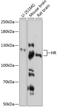 HR Rabbit Polyclonal Antibody