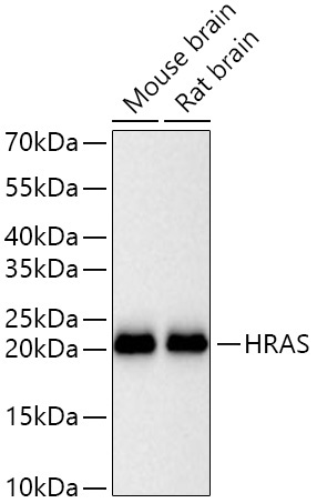 HRAS Rabbit Monoclonal Antibody