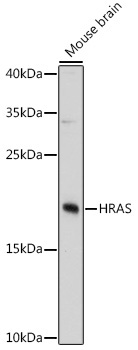 HRAS Rabbit Polyclonal Antibody
