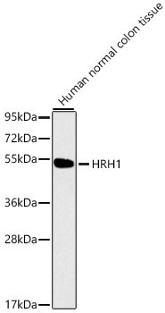 HRH1 Rabbit Polyclonal Antibody