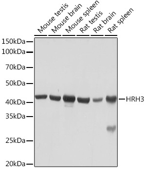 HRH3 Rabbit Monoclonal Antibody