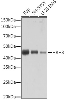 HRH3 Rabbit Monoclonal Antibody - Image 2
