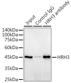HRH3 Rabbit Monoclonal Antibody - Image 3