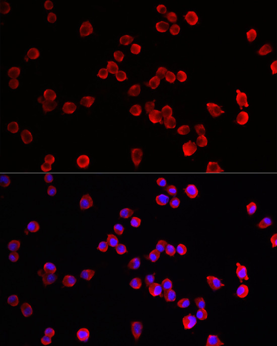 HRH3 Rabbit Polyclonal Antibody - Image 2