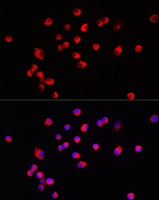 HRH3 Rabbit Polyclonal Antibody - Image 3