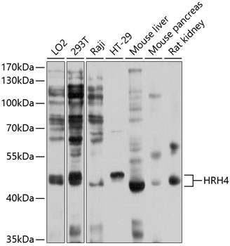 HRH4 Rabbit Polyclonal Antibody