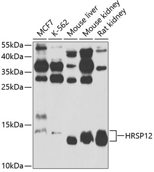 HRSP12 Rabbit Polyclonal Antibody