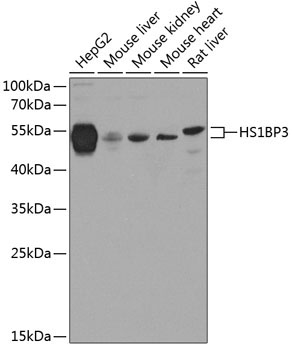 HS1BP3 Rabbit Polyclonal Antibody