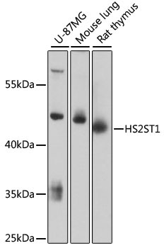 HS2ST1 Rabbit Polyclonal Antibody