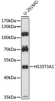 HS3ST3A1 Rabbit Polyclonal Antibody