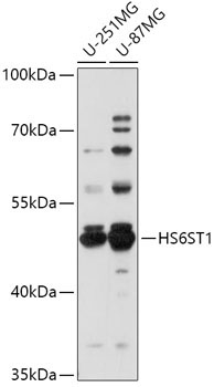HS6ST1 Rabbit Polyclonal Antibody
