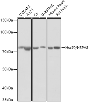 Hsc70/HSPA8 Rabbit Polyclonal Antibody