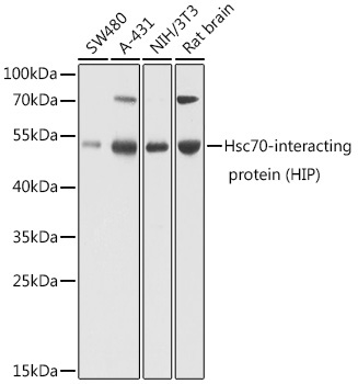 Hsc70-interacting protein (HIP) Rabbit Polyclonal Antibody