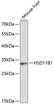 HSD11B1 Rabbit Polyclonal Antibody