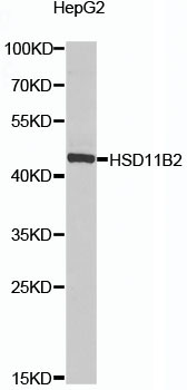 HSD11B2 Rabbit Polyclonal Antibody