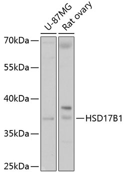 HSD17B1 Rabbit Polyclonal Antibody