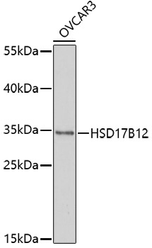 HSD17B12 Rabbit Polyclonal Antibody
