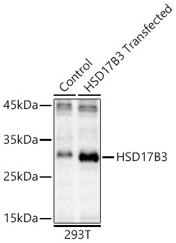 HSD17B3 Rabbit Polyclonal Antibody