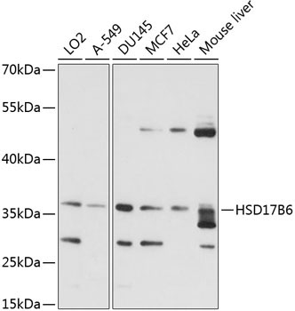 HSD17B6 Rabbit Polyclonal Antibody