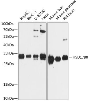 HSD17B8 Rabbit Polyclonal Antibody