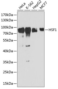 HSF1 Rabbit Polyclonal Antibody