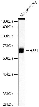 HSF1 Rabbit Polyclonal Antibody