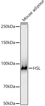 HSL Rabbit Polyclonal Antibody