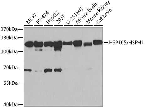 HSP105/HSPH1 Rabbit Polyclonal Antibody