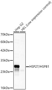 HSP27/HSPB1 Rabbit Polyclonal Antibody