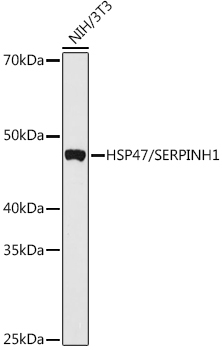 HSP47/SERPINH1 Rabbit Polyclonal Antibody