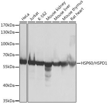 HSP60/HSPD1 Rabbit Polyclonal Antibody