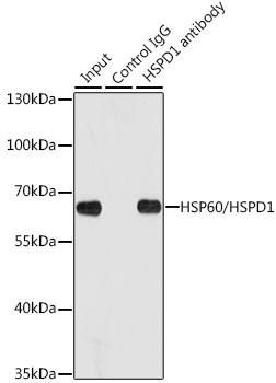 HSP60/HSPD1 Rabbit Polyclonal Antibody - Image 7