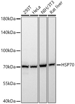 HSP70 Rabbit Polyclonal Antibody