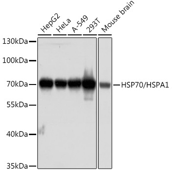 HSP70/HSPA1 Mouse Monoclonal Antibody