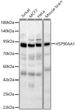 HSP90AA1 Rabbit Polyclonal Antibody